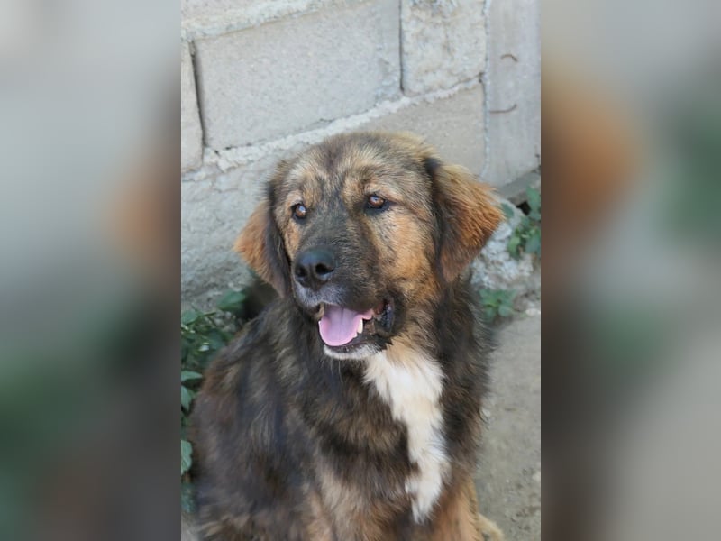 hübscher Puiu sucht sein Zuhause