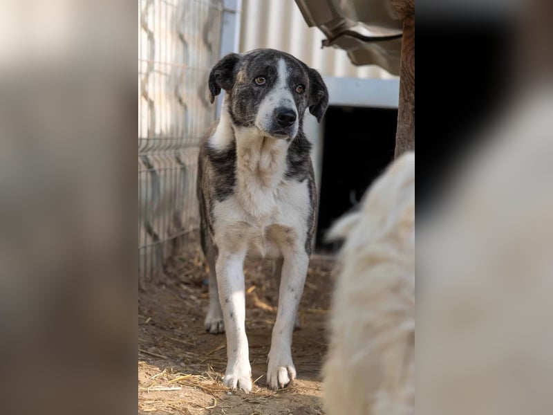 JIMMI - freundlicher, sanfter Rüde sucht seine Happy End