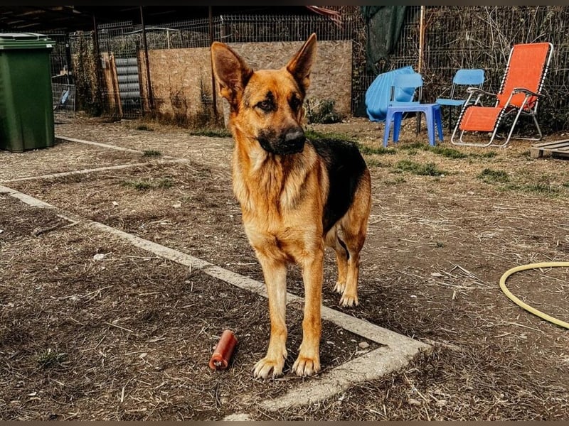 PIPPI - verschmuste, liebe Traumhündin sucht ihre Menschen