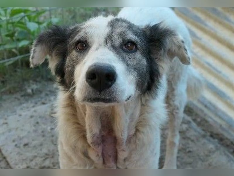 sanfte, freundliche Traumhündin Diana sucht liebevolles Zuhause