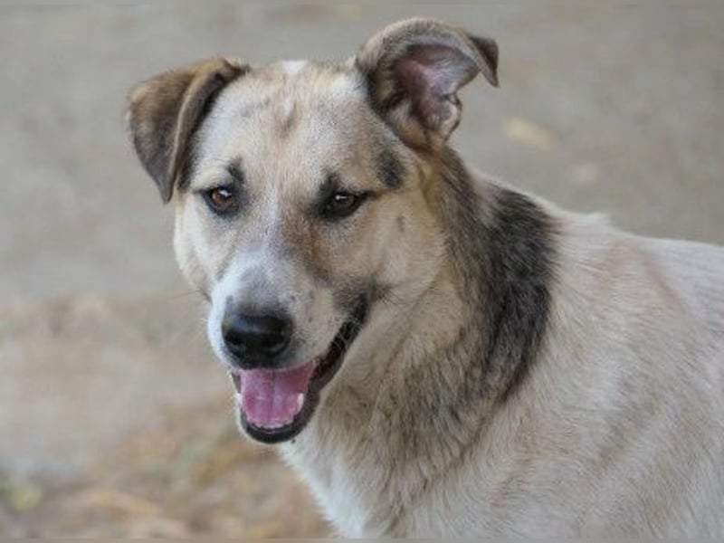 wunderschöne, liebe Aliisa