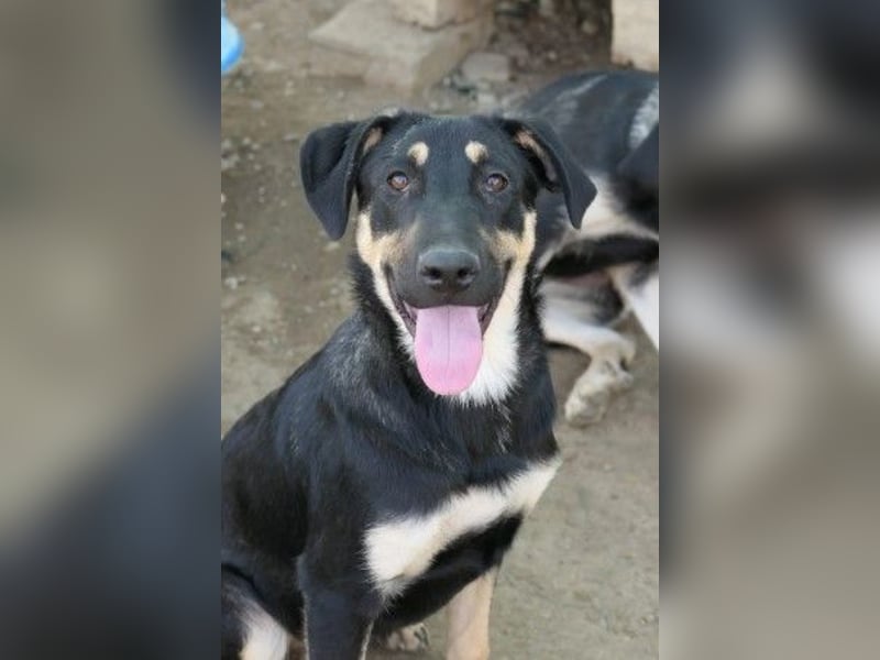 Fanta, bezaubernde Junghündin wartet auf ihre Menschen