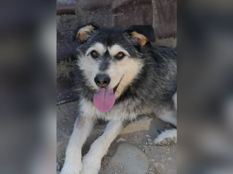 Herzenshund: Joker sucht endlich seine Menschen!