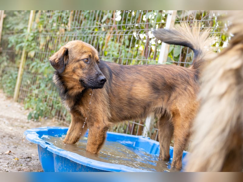 PETER - sanfter, verschmuster Rüde mit Charme