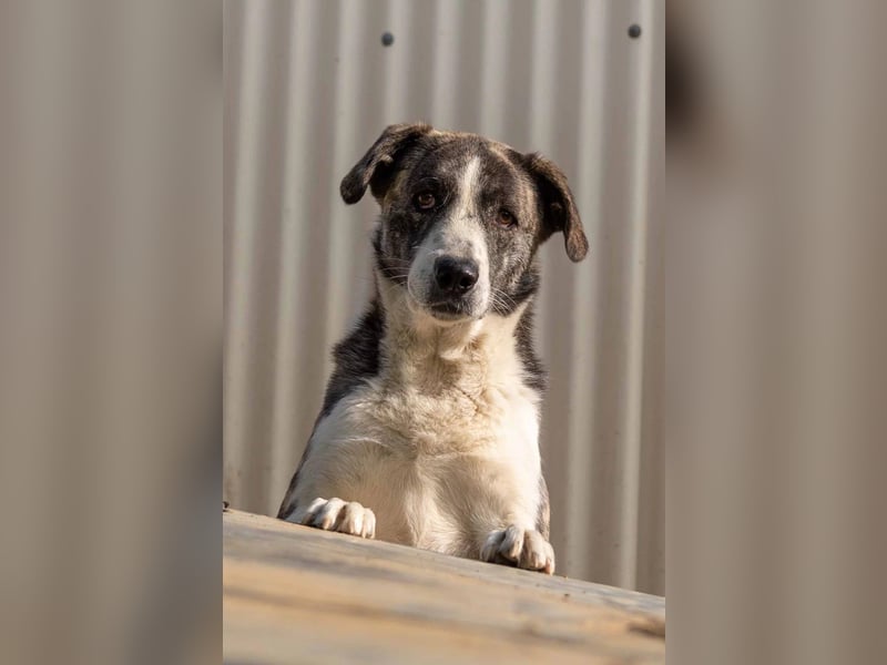 JIMMI - freundlicher, sanfter Rüde sucht seine Happy End