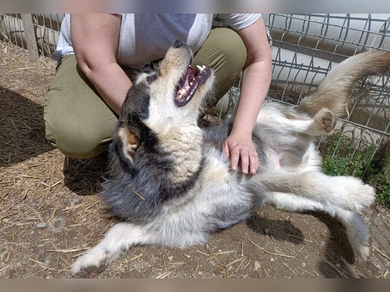JOKER - verschmuster Herzenshund sucht sein Happy End