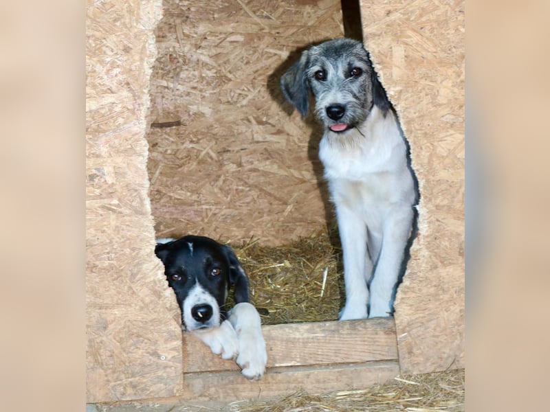 Verspielter & neugieriger Junghund CASPAR