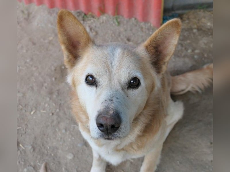 lieber Senior CARAMEL
