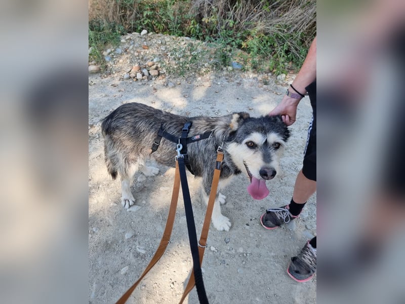Herzenshund: Joker sucht endlich seine Menschen!