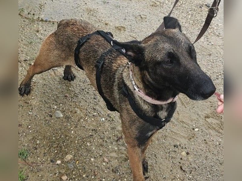 menschenbezogene, liebe Gina sucht dringend ihre Menschen