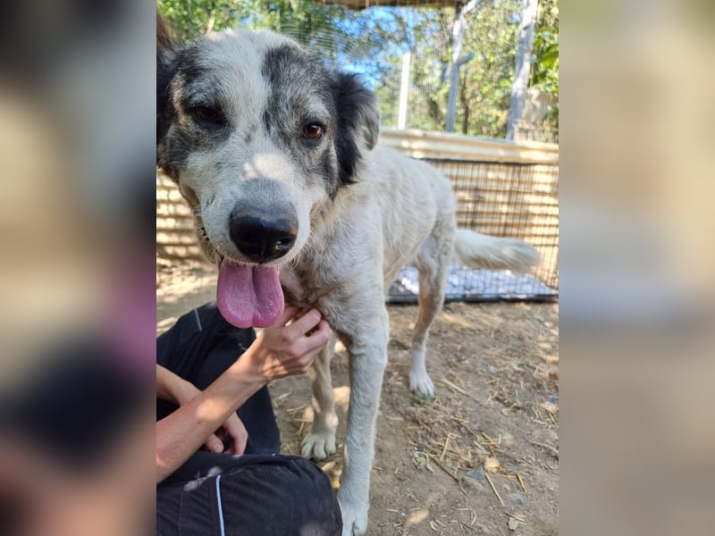 DIANA - verschmuste, anhängliche Traumhündin sucht ihre Familie