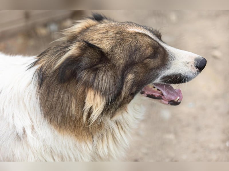 toller Mogli  wartet auf  seine Herzensmenschen