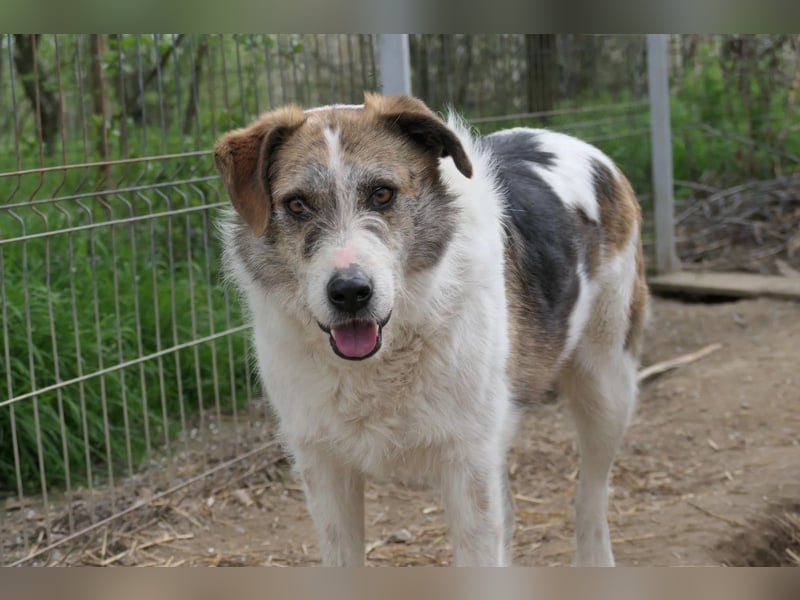 Leo lieber ruhiger Rüde sucht sein Für-immer-Zuhause