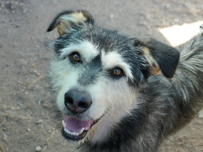 Herzenshund: Joker sucht endlich seine Menschen!