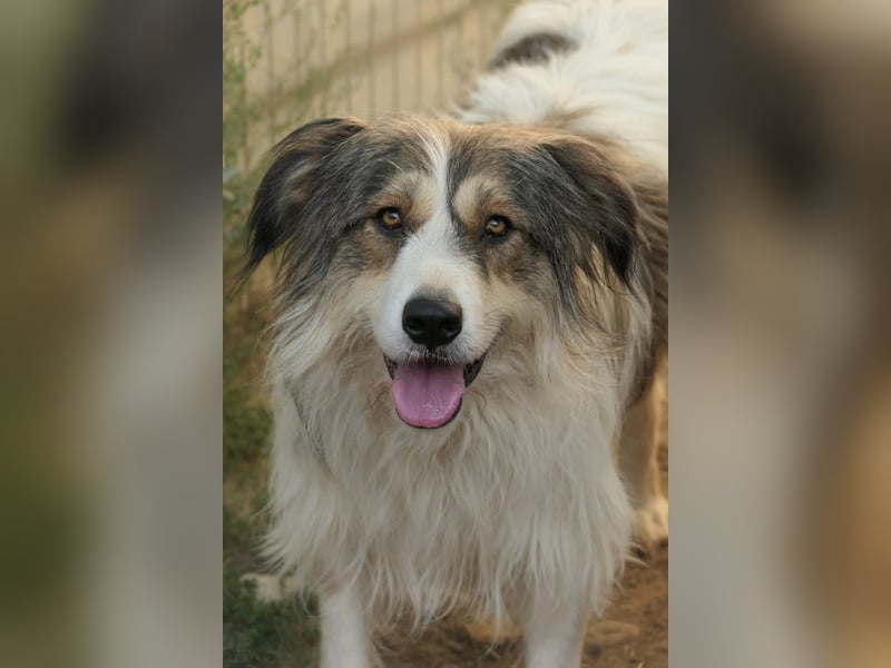 Lucy sucht die Nähe zu Menschen