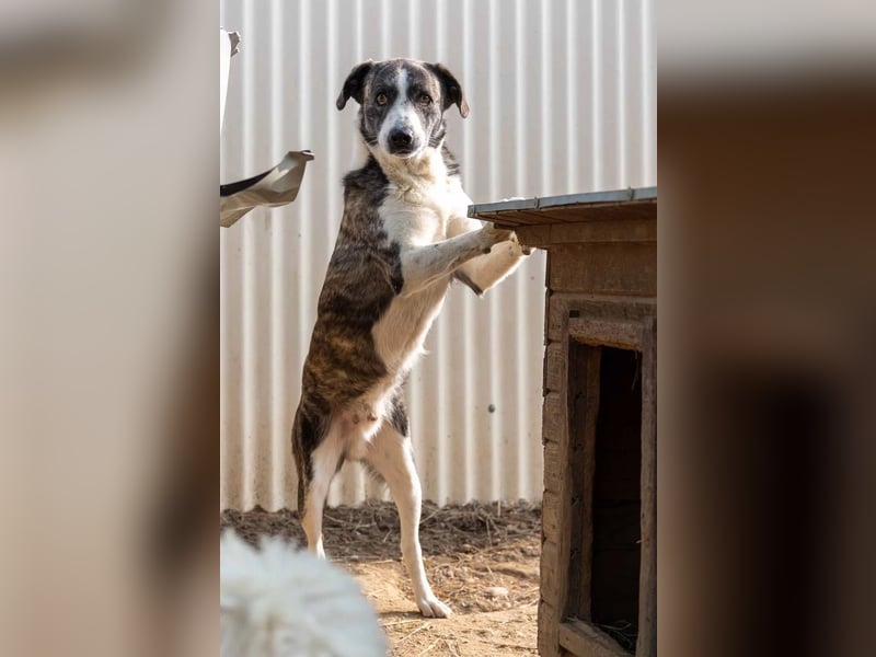 JIMMI - freundlicher, sanfter Rüde sucht seine Happy End