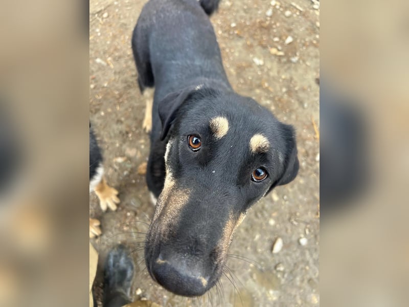 Fanta, bezaubernde Junghündin wartet auf ihre Menschen