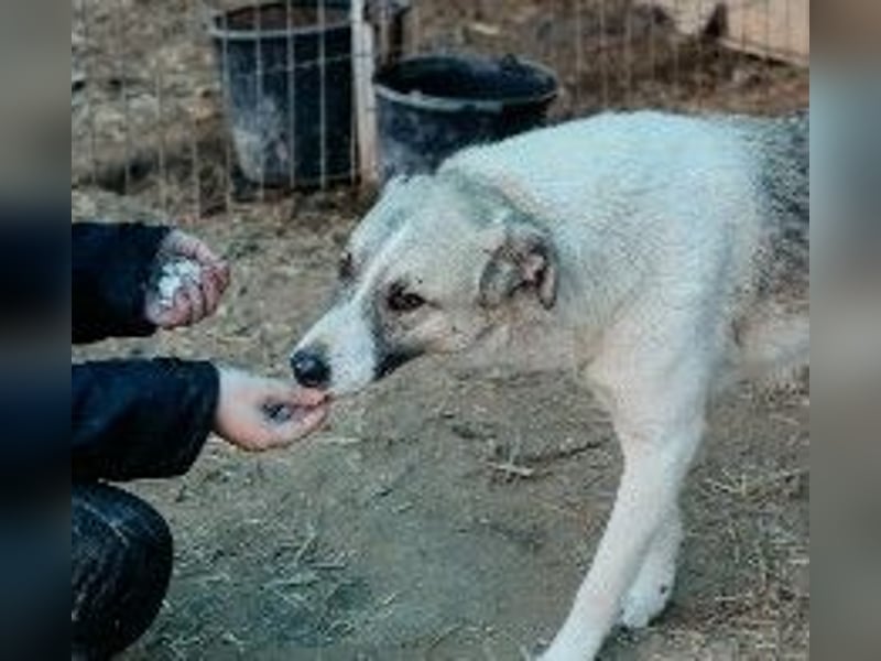 Hagrid-unsicherer Riese mit ganz viel Herz