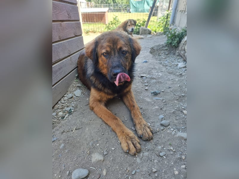 PETER - sanfter, verschmuster Rüde mit Charme