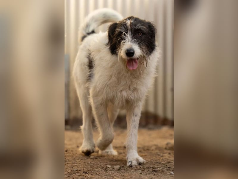 Leslie-liebevolle Hündin sucht Menschen mit <3