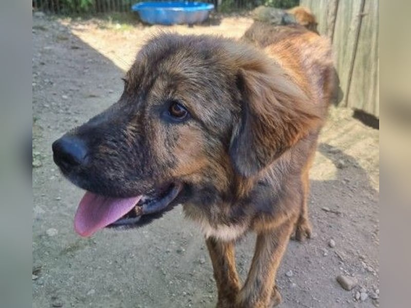 lieber, menschenbezogener Puiu