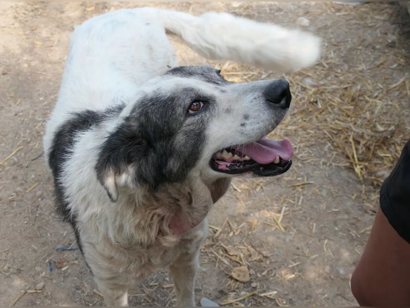 DIANA - verschmuste, anhängliche Traumhündin sucht ihre Familie