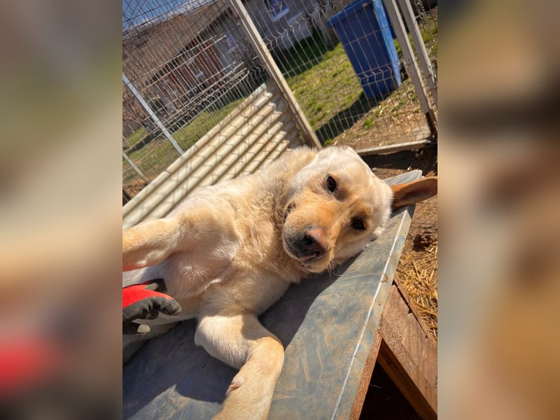 CUBULET wünscht sich so sehr ein Zuhause