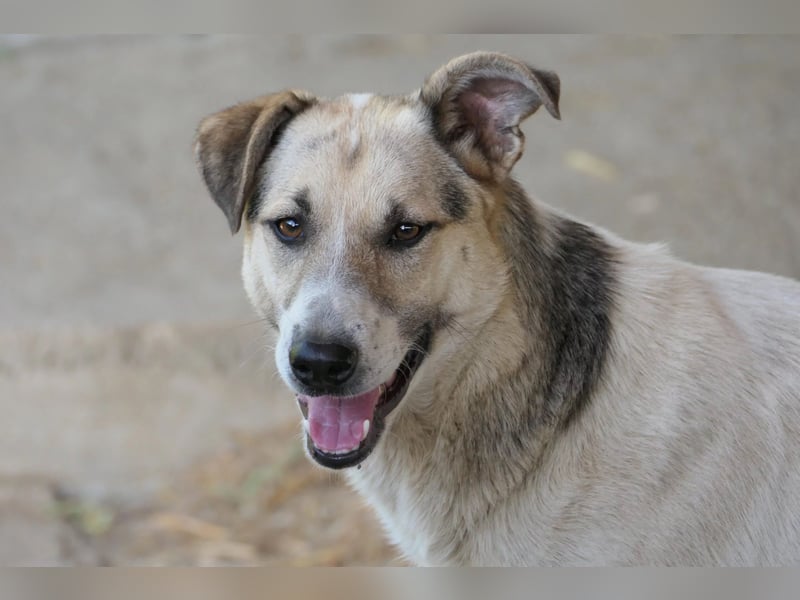 Aliisa unsere hübsche Maus wartet auf ihre Menschen