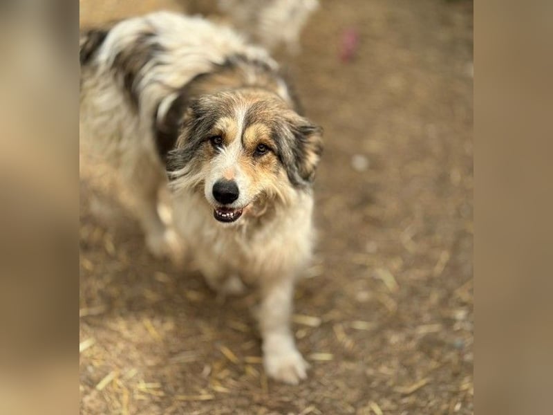 ruhige Lucy sucht ihr Zuhause