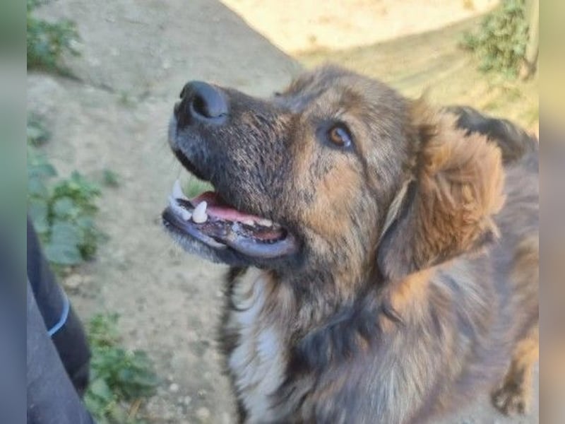 lieber, menschenbezogener Puiu