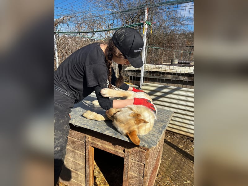 CUBULET - lieber, fröhlicher Kuschelbär sucht sein Happy End