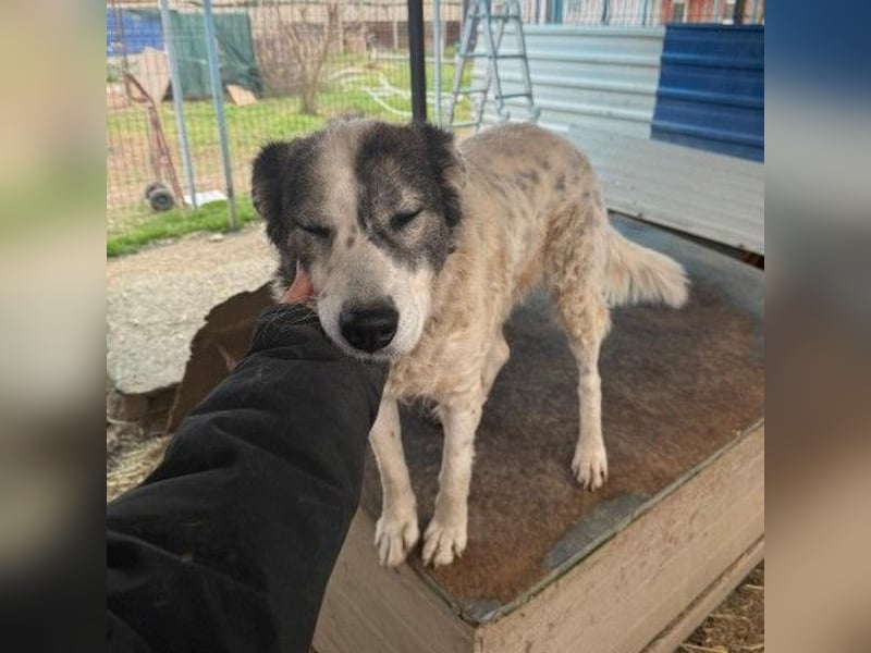 verschmuste, sanfte und liebe Diana