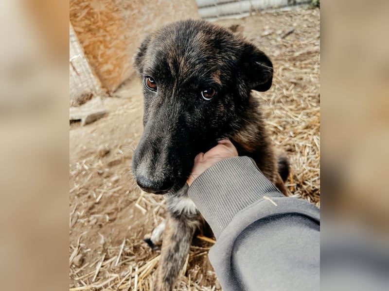 CARLO - zauberhafter Junghund sucht seine Menschen