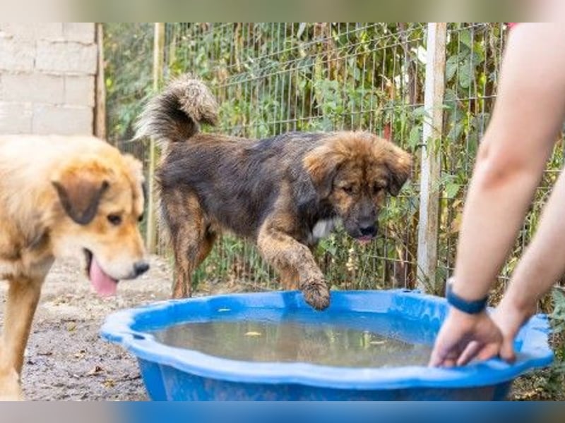 lieber, menschenbezogener Puiu