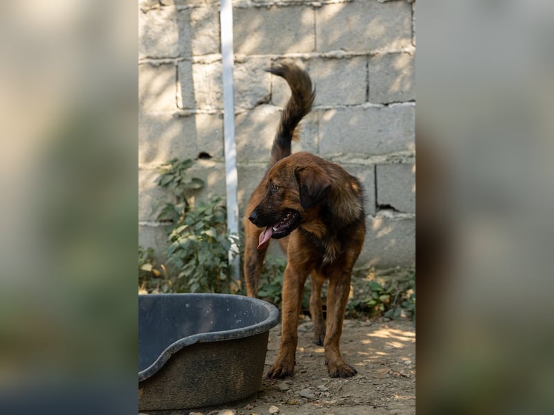 PETER - sanfter, verschmuster Rüde mit Charme