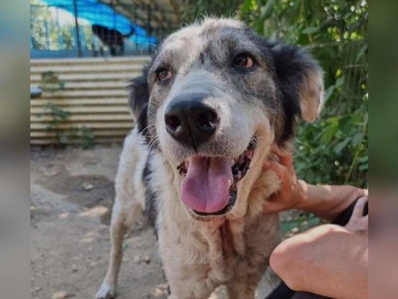 sanfte, freundliche Traumhündin Diana sucht liebevolles Zuhause