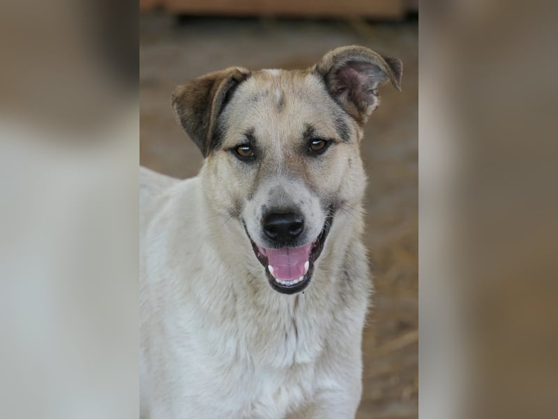 Aliisa unsere hübsche Maus wartet auf ihre Menschen