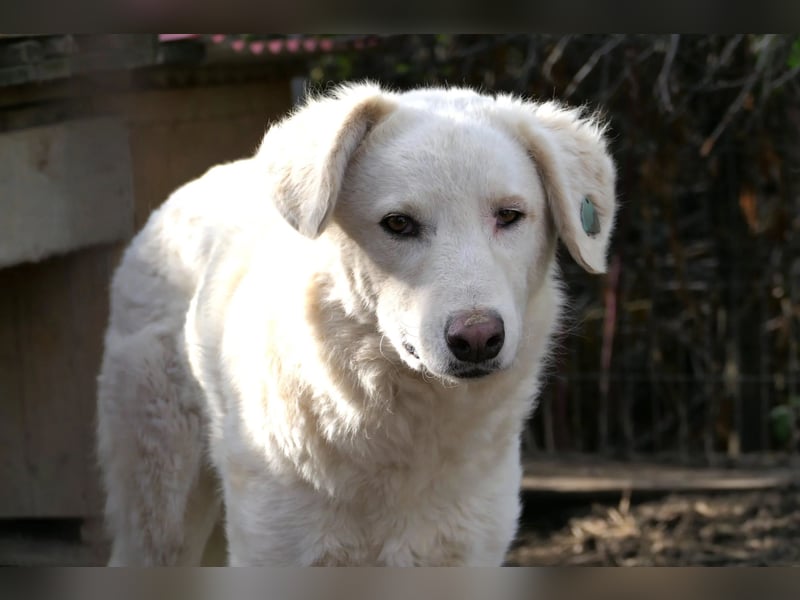 NEVE - hübscher, zurückhaltender Rüde sucht sein Happy End