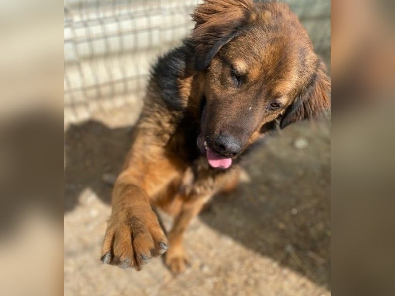 PETER - sanfter, verschmuster Rüde mit Charme