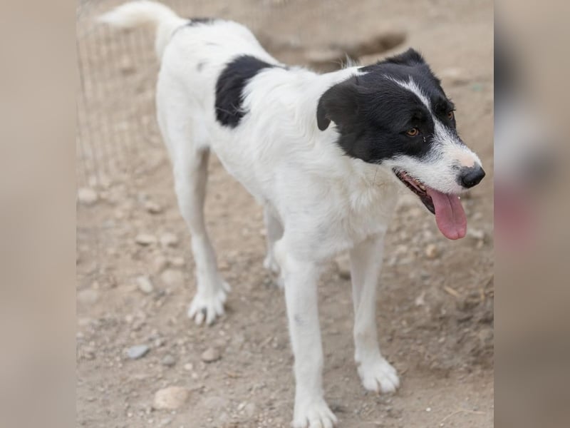 Lieber Eric sucht seine Menschen fürs Leben