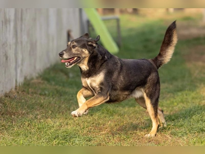 Bubulina sucht geduldiges Zuhause
