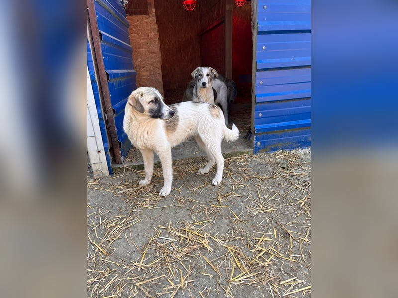 Hagrid-unsicherer Riese mit ganz viel Herz