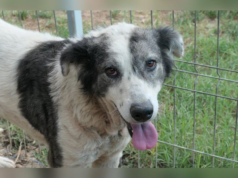 DIANA - verschmuste, anhängliche Traumhündin sucht ihre Familie