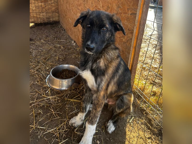 CARLO - zauberhafter Junghund sucht seine Menschen