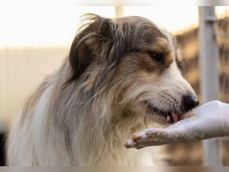 Lucy sucht die Nähe zu Menschen