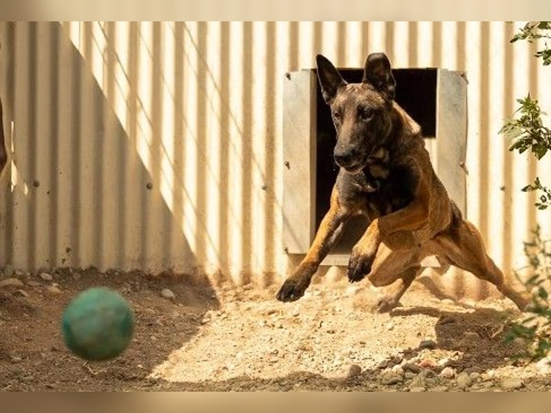 menschenbezogene, liebe Gina sucht dringend ihre Menschen