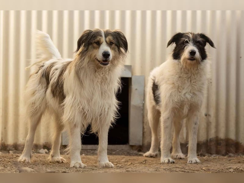 unsichere Leslie sucht liebevolles Zuhause