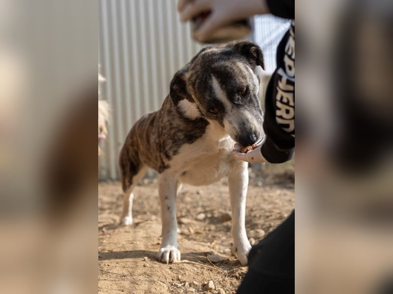 Jimmi, schüchterner aber ganz freundlicher Rüde wartet auf seine Menschen