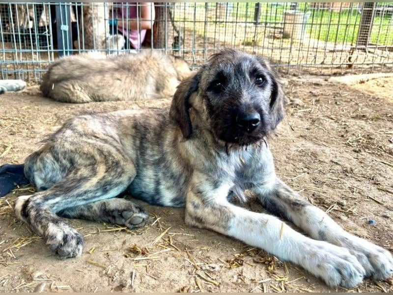 verspielte Heidi sucht ihre Menschen