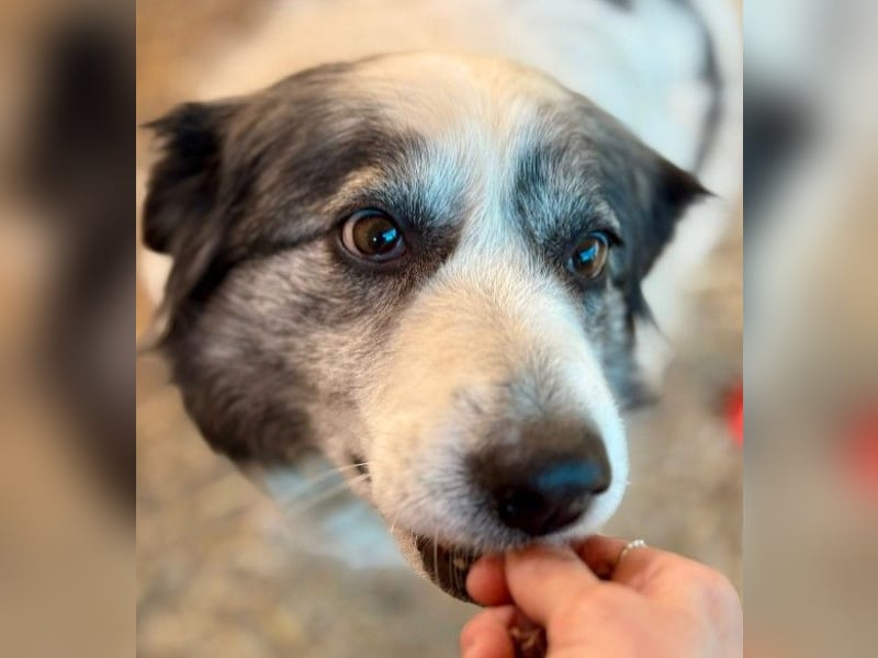 verschmuste BELLA ist lernbegierig